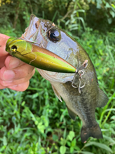 ラージマウスバスの釣果