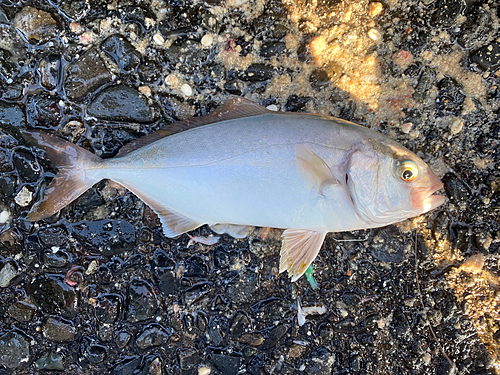 ショゴの釣果