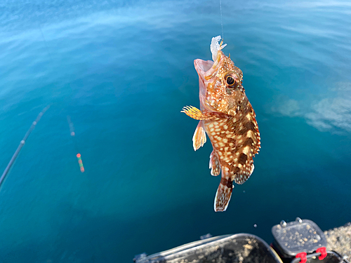 カサゴの釣果