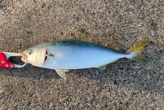 ツバスの釣果