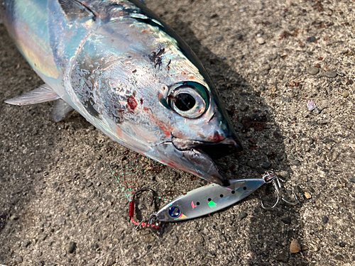 ソウダガツオの釣果