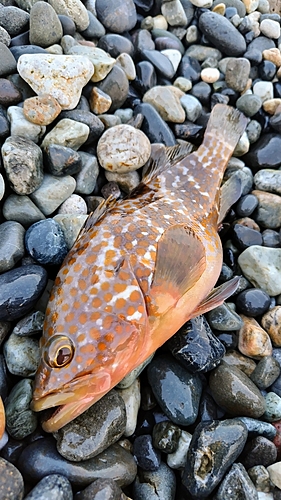 キジハタの釣果