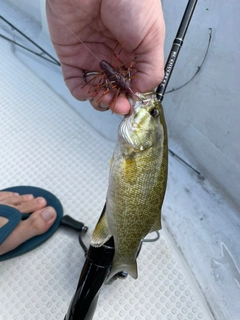 スモールマウスバスの釣果