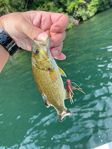 スモールマウスバスの釣果