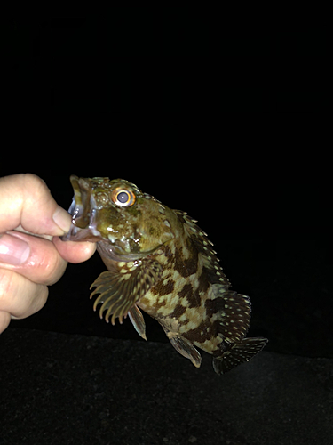 ガシラの釣果