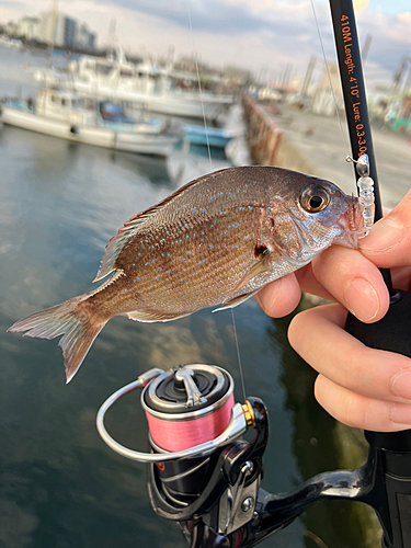 タイの釣果