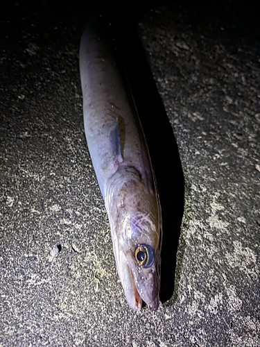 クロアナゴの釣果