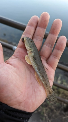 ハゼの釣果