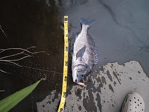 クロダイの釣果