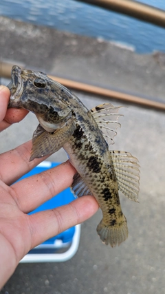 ウロハゼの釣果