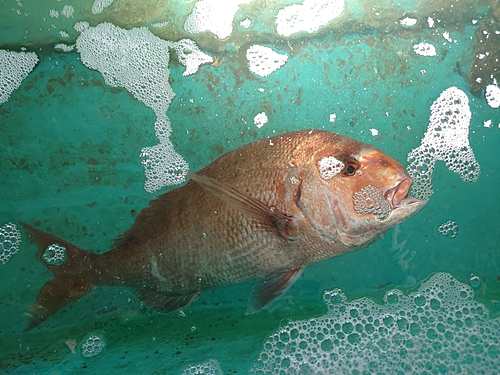 タイの釣果