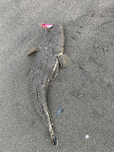 マゴチの釣果