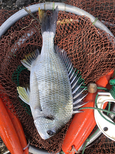 キビレの釣果