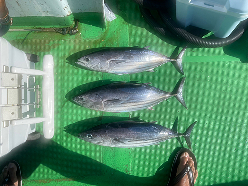 カツオの釣果