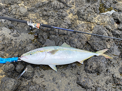 ブリの釣果