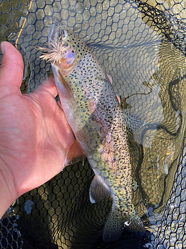 ニジマスの釣果