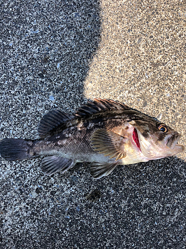 クロソイの釣果