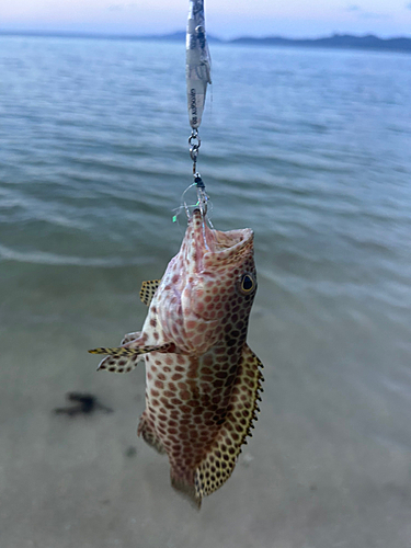 イシミーバイの釣果