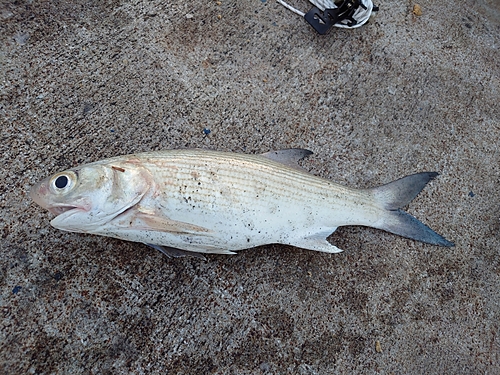 ツバメコノシロの釣果