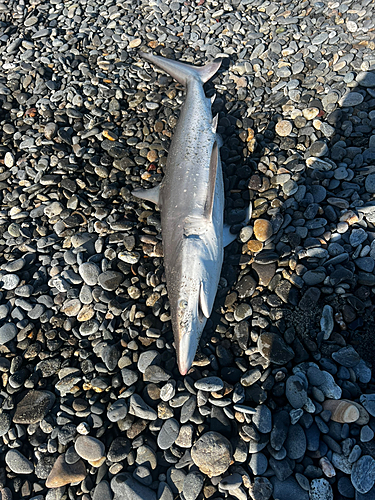 サメの釣果