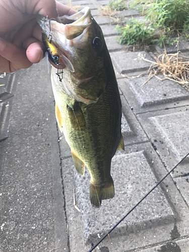 ラージマウスバスの釣果