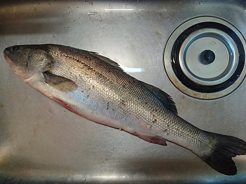 タイリクスズキの釣果