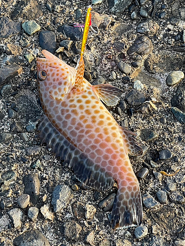 オオモンハタの釣果