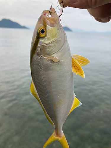 ネリゴの釣果