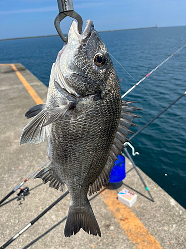 クロダイの釣果