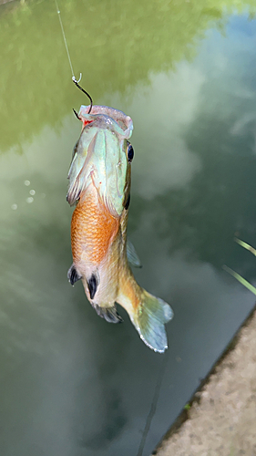 ブルーギルの釣果