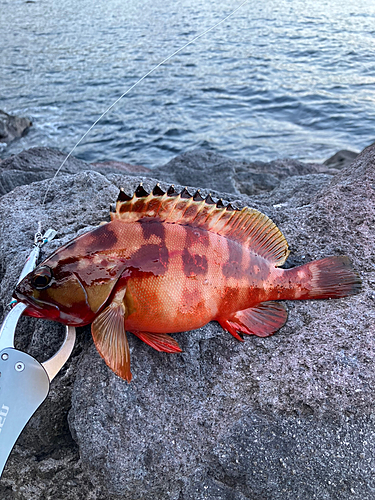 アカハタの釣果