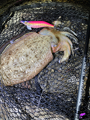 モンゴウイカの釣果