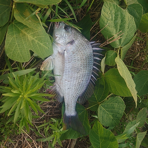 キビレの釣果