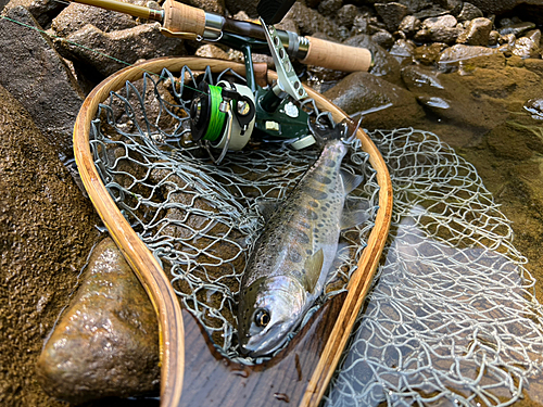 ヤマメの釣果