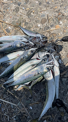 サバの釣果