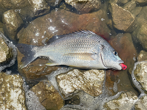 キビレの釣果