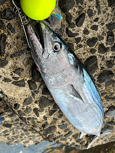 ハガツオの釣果