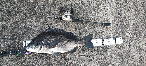 クロダイの釣果