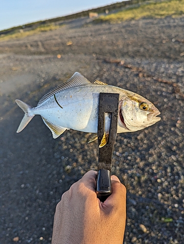 ショゴの釣果