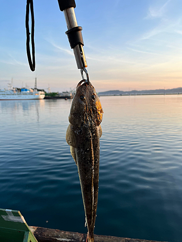 マゴチの釣果