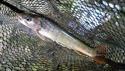 ニッコウイワナの釣果