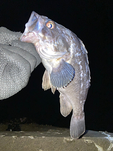 ソイの釣果