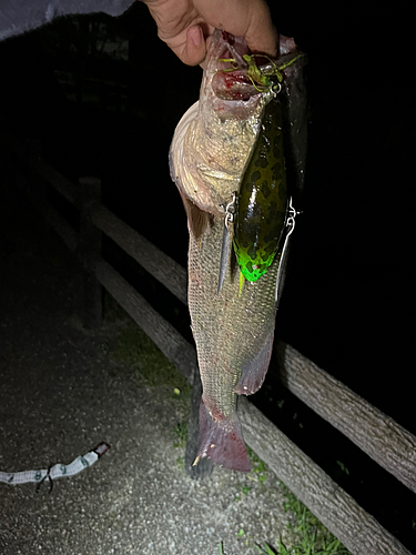 ブラックバスの釣果