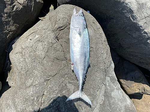 ハガツオの釣果