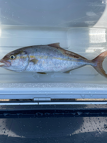 ネイリの釣果