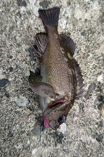 エゾメバルの釣果