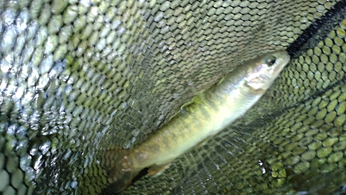 ニッコウイワナの釣果