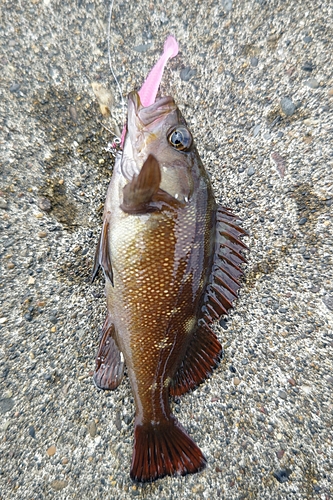 エゾメバルの釣果