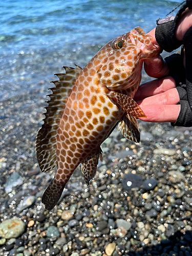 オオモンハタの釣果