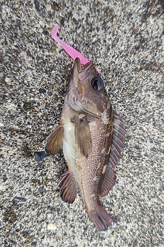 エゾメバルの釣果